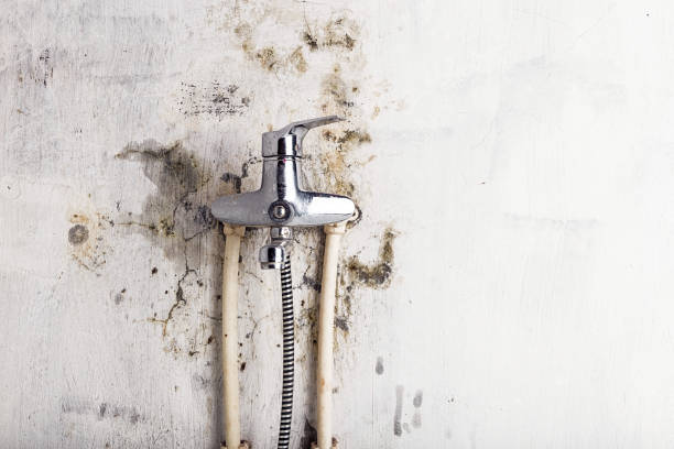Best Fast Mold Removal  in Cordry Sweetwater Lakes, IN