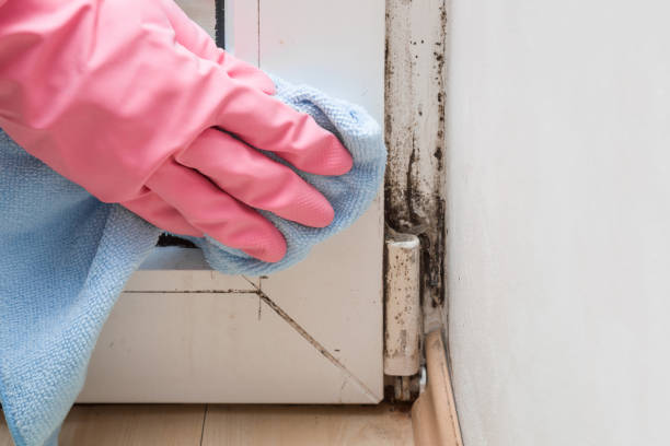 Professional Mold Removal in Cordry Sweetwater Lakes, IN